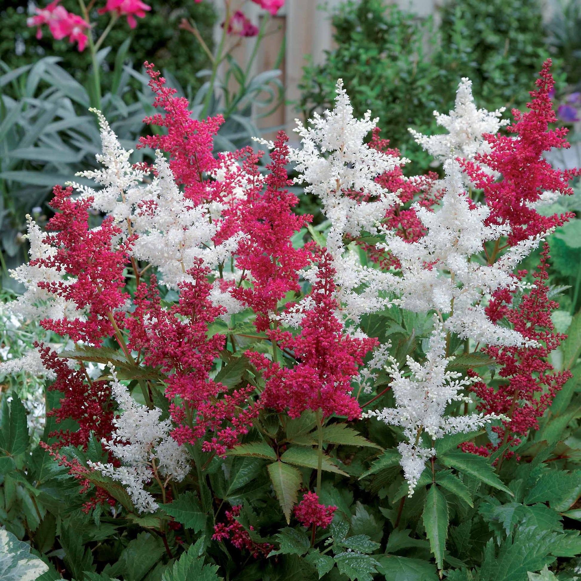 2 Astilbes - Bakker