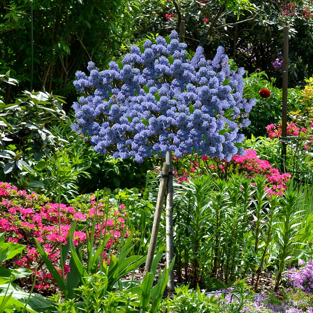 Céanothe Blue Mound sur tige - Ceanothus blue mound - Bakker