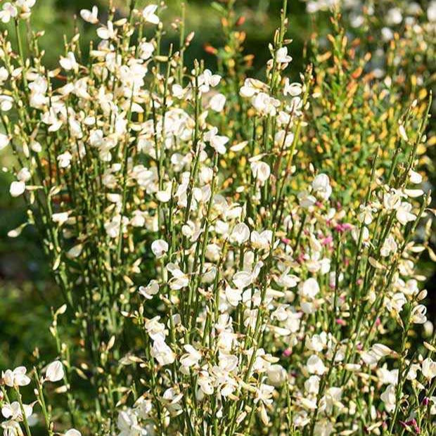 Cytisus praecox albus - Genêt blanc - Arbustes fleuris