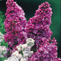 Bakker - Lilas double rouge - Syringa vulgaris Charles Joly - Plantes d'extérieur