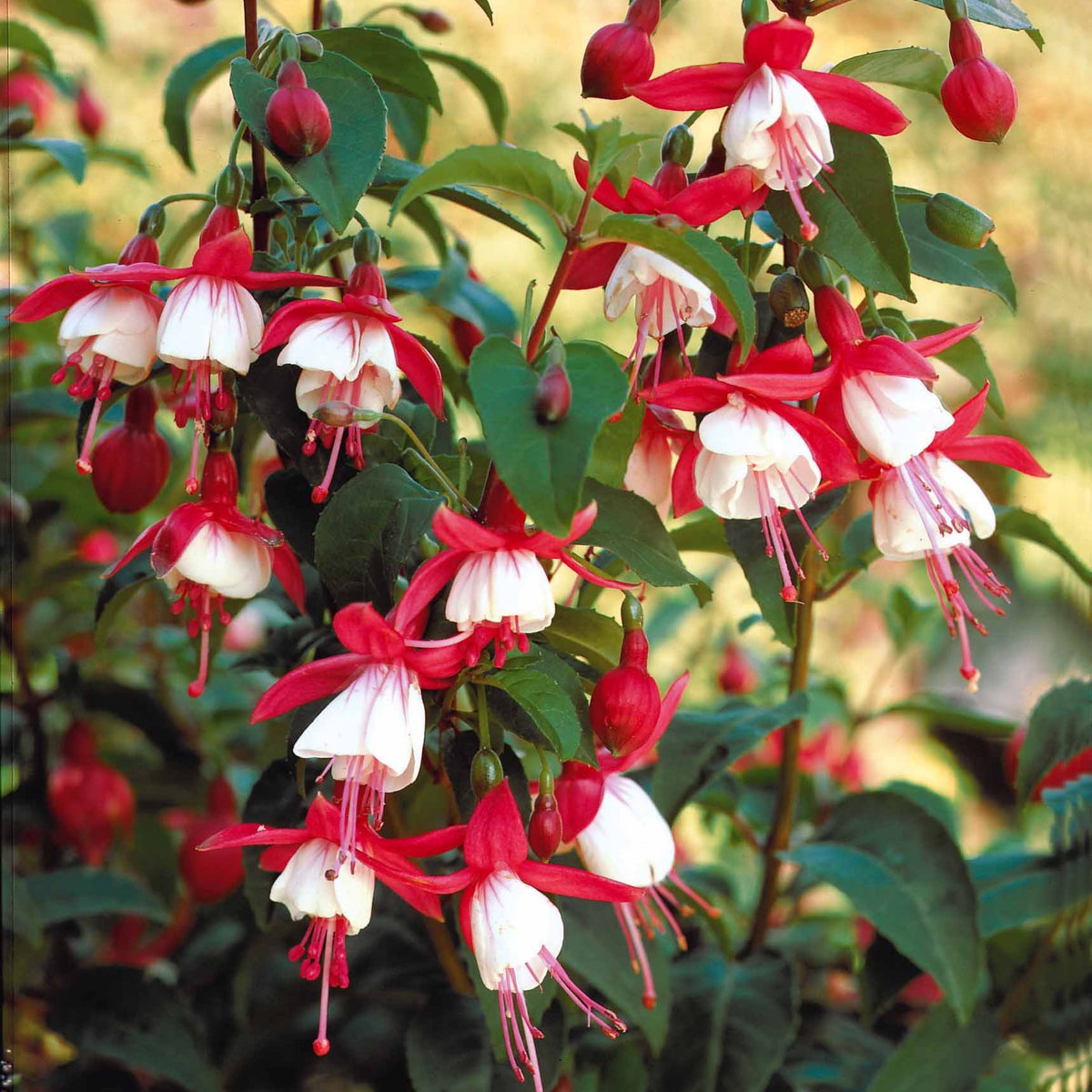 Fuchsia Madame Cornelissen - Fuchsia Mme Cornelissen - Fuchsia
