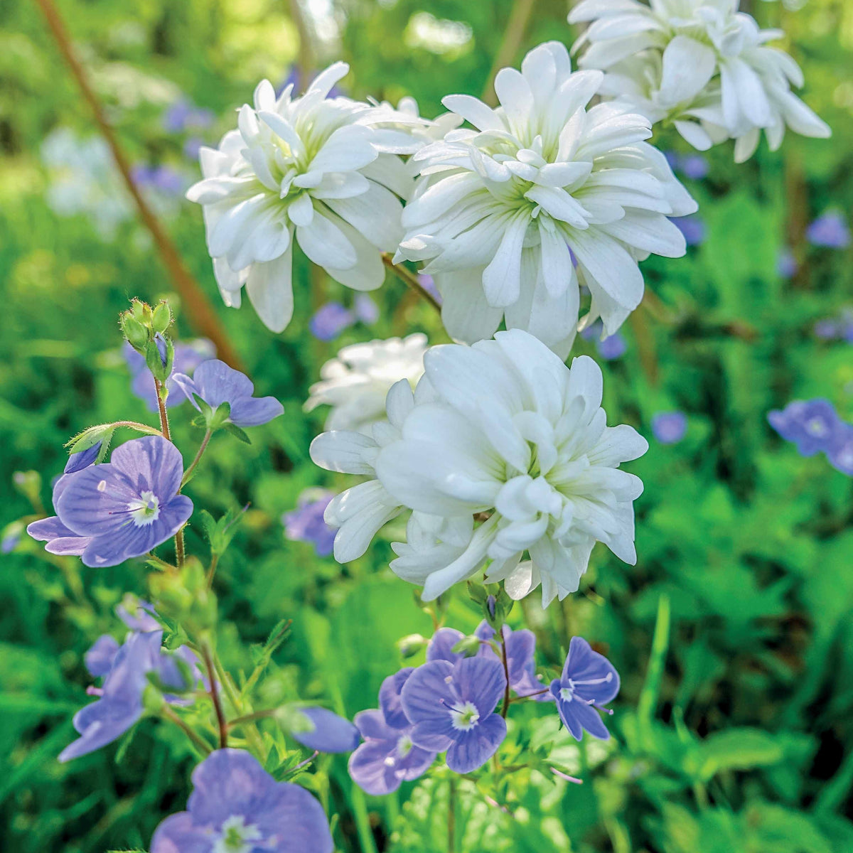 5 Saxifrage granulata Flore Pleno - Bakker