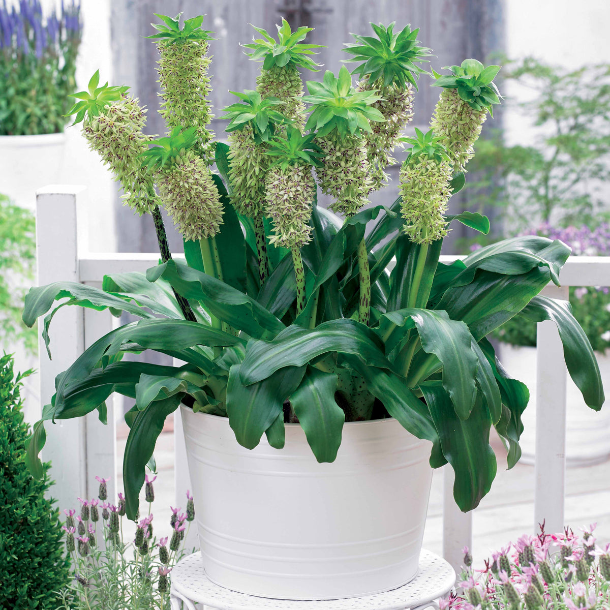 3 Fleurs ananas bicolore - Eucomis bicolor - Bakker