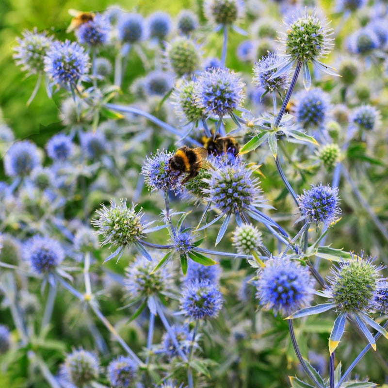 Eryngium planum - Chardon bleu - Panicaut