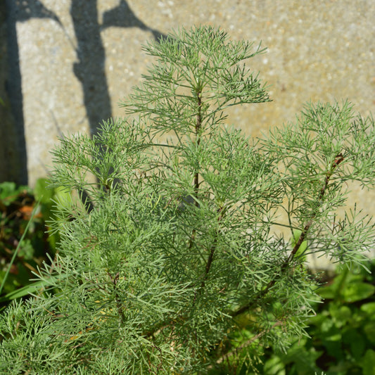 Plante cola - Bakker