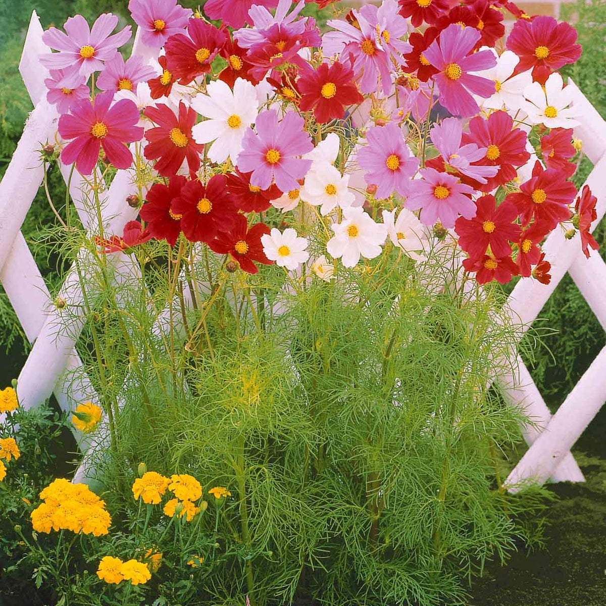 Collection fleurs à couper à semer - Collection de graines de fleurs à couper - Mélange de fleurs en graines