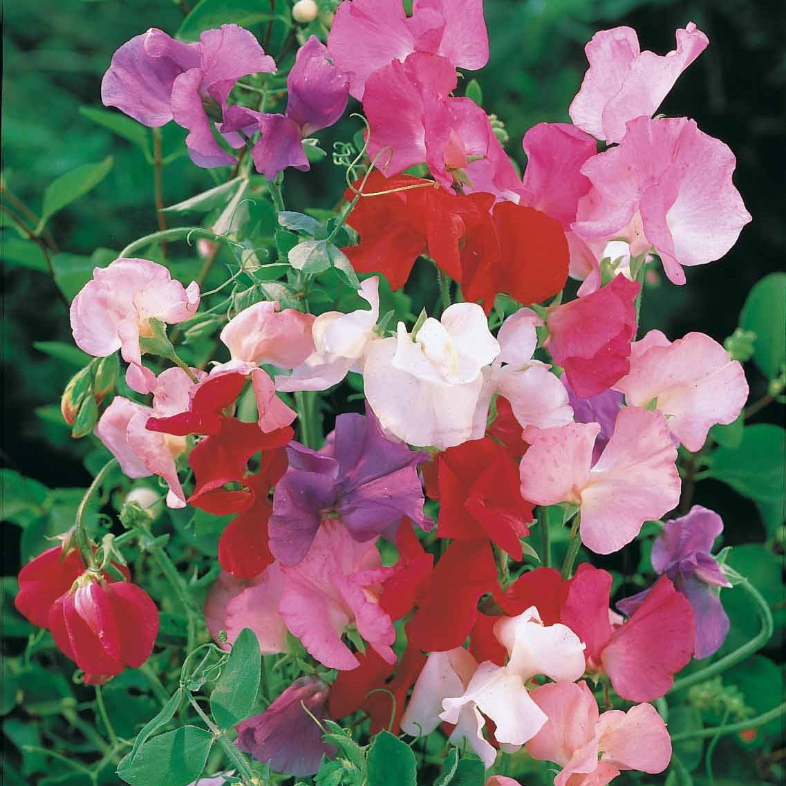Pois de senteur Spencer en mélange - Lathyrus odoratus spencer - Bakker