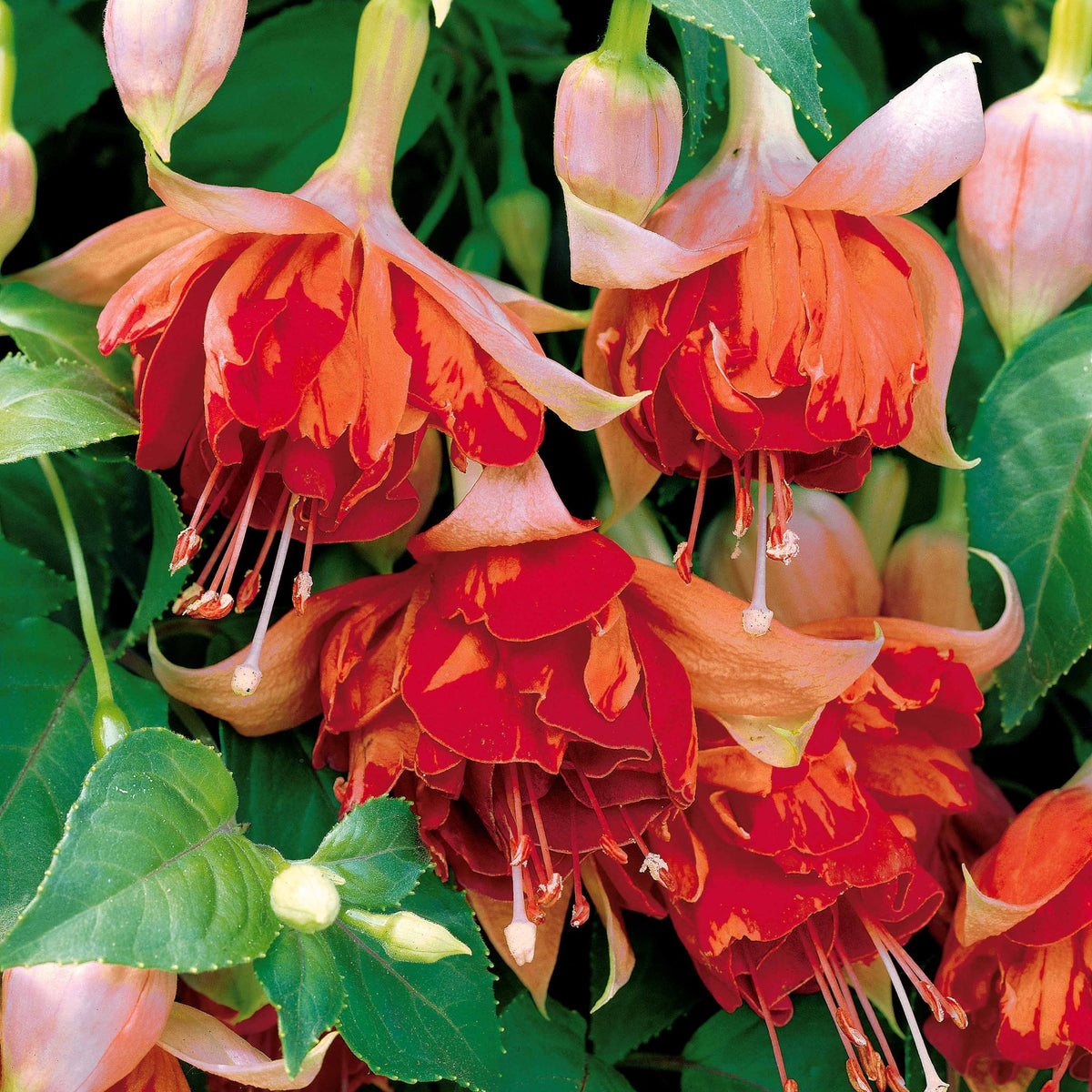 6 Fuchsias retombants en mélange - Fuchsia Bicentennial, Blue Angel, Swingtime - Bakker