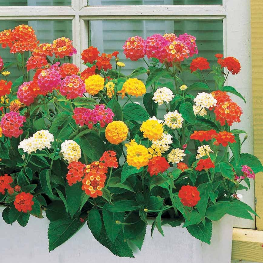 3 Lantanas en mélange - Lantana camara - Bakker