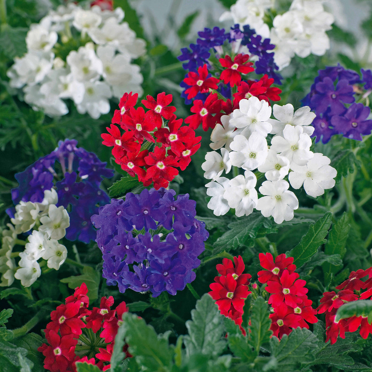 3 Verveines rouge, blanc, bleu en mélange - Bakker