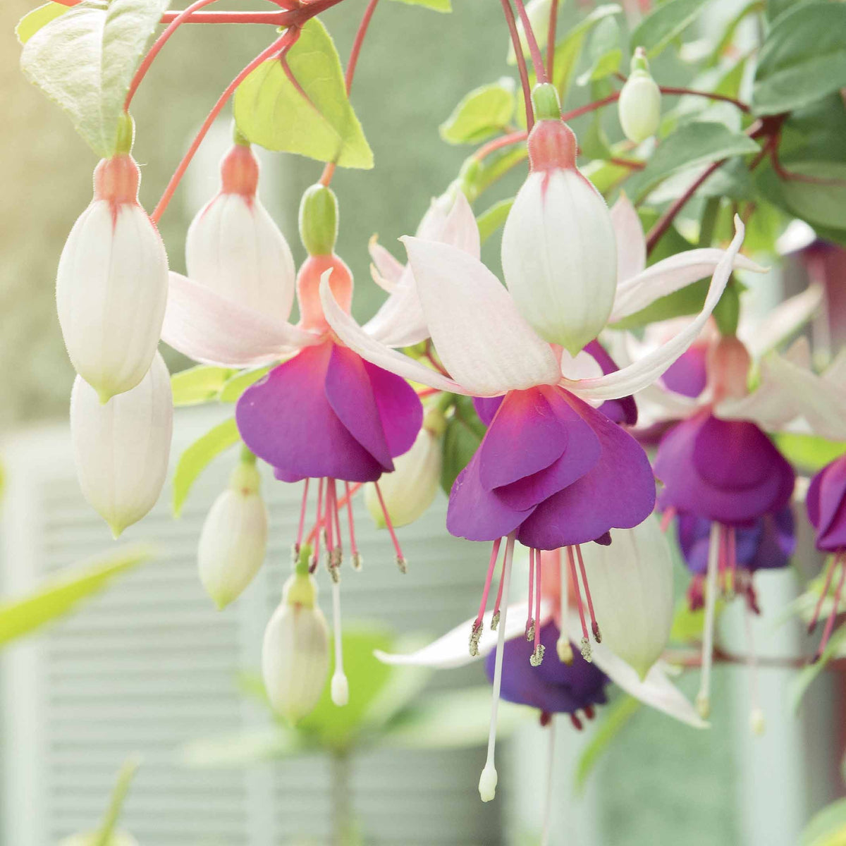 6 Fuchsias résistants au gel en mélange - Bakker