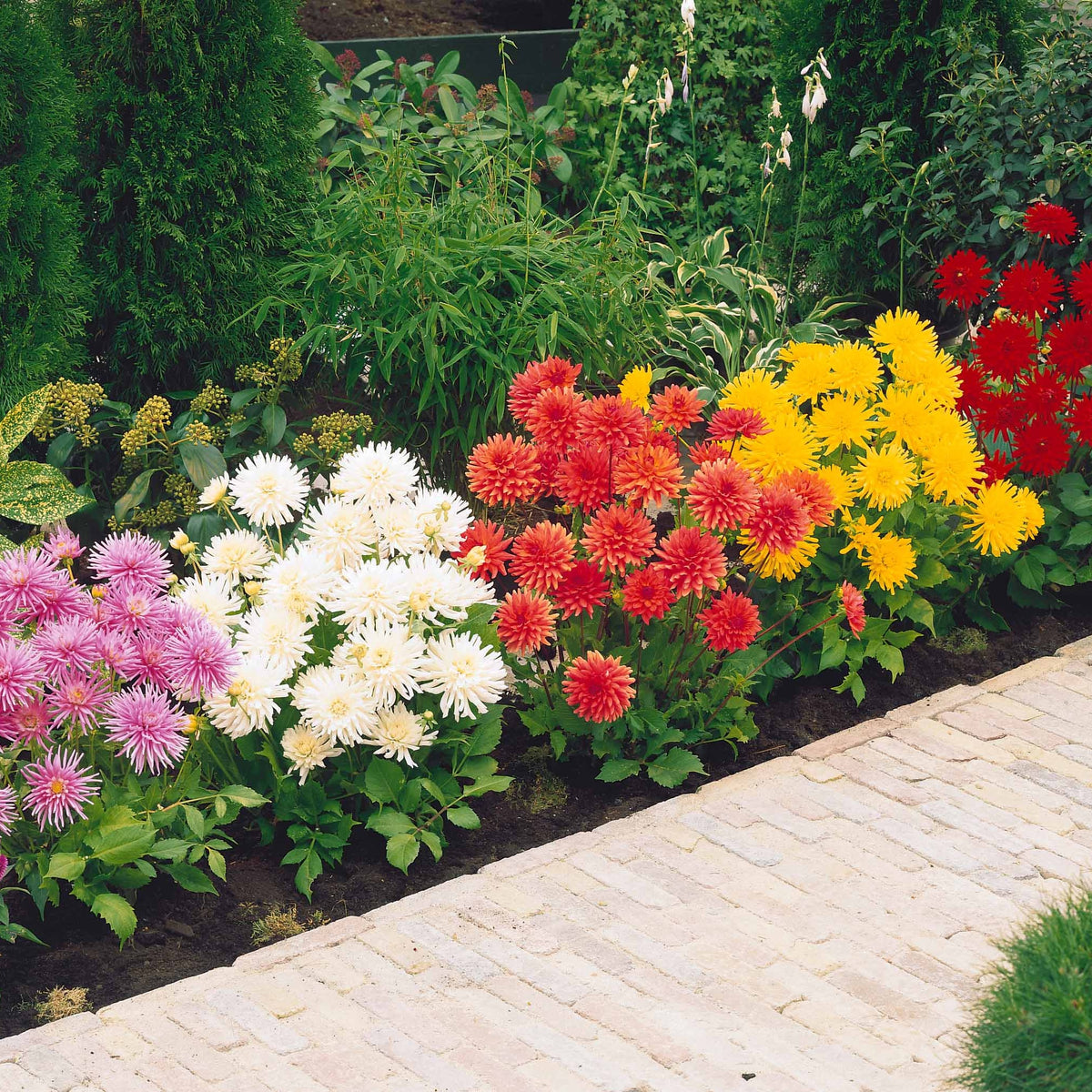 5 Dahlias cactus nains en mélange - Dahlia Park Princess, White Happiness, Vrouwe Jacoba - Bakker