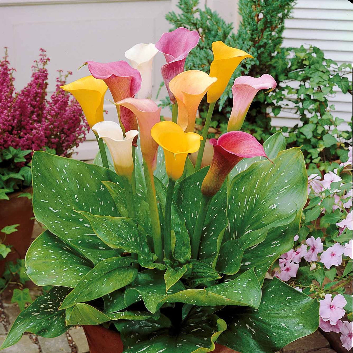 3 Callas blanc, rose, jaune en mélange - Bakker