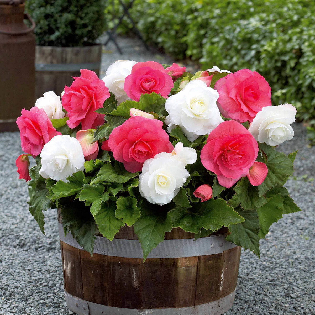 6 Bégonias doubles rose et blanc en mélange - Bakker