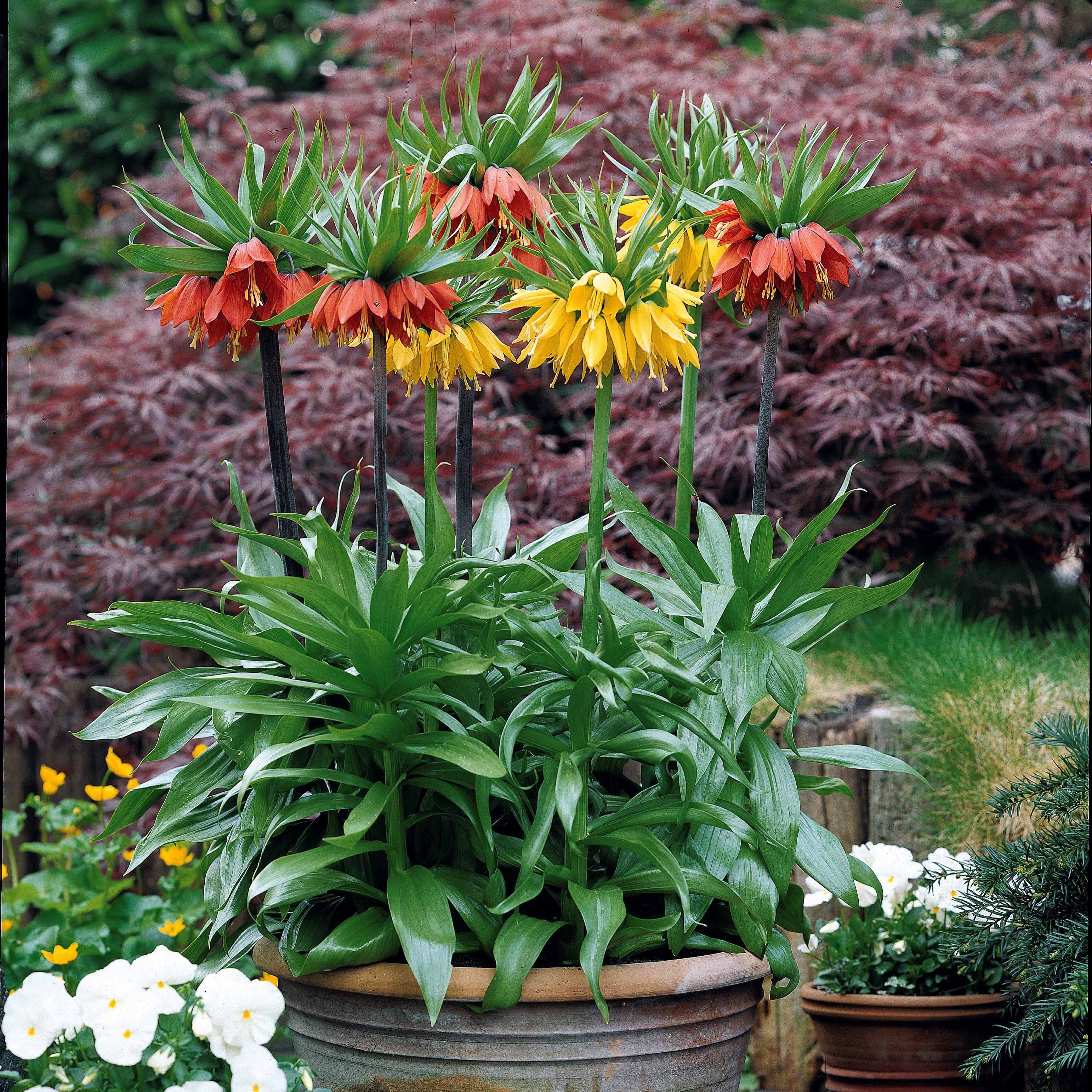 Couronne de Fleurs Printanières Tulipe et Lavande de 50 cm