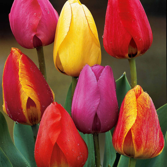 Bakker - 40 Tulipes Darwin en mélange - Tulipa x darwin - Bulbes à fleurs