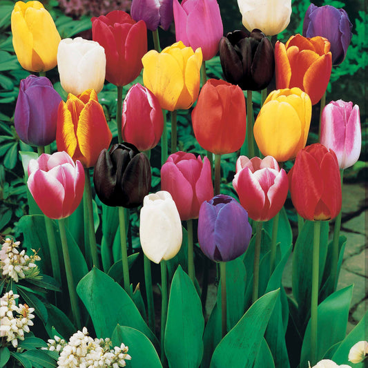 Bakker - Tulipes à longues tiges en mélange - Tulipa - Bulbes à fleurs