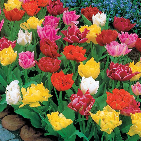 Bakker - 80 Tulipes doubles Murillo en mélange - Tulipa  murillo - Bulbes à fleurs