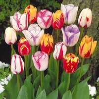 Bakker - 20 Tulipes flammées en mélange - Tulipa