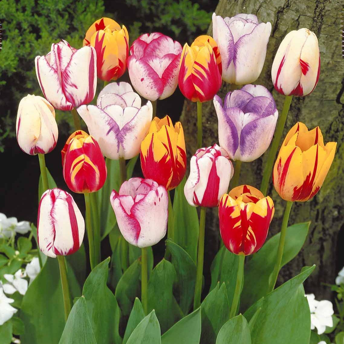 Bulbes de Tulipe - 20 Tulipes flammées en mélange - Tulipa