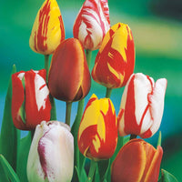 Bakker - 20 Tulipes flammées en mélange - Tulipa - Bulbes à fleurs
