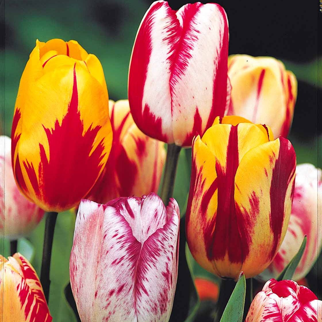 Bakker - 20 Tulipes flammées en mélange - Tulipa - Bulbes de printemps