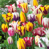 Bakker - 20 Tulipes flammées en mélange - Tulipa - Tulipes