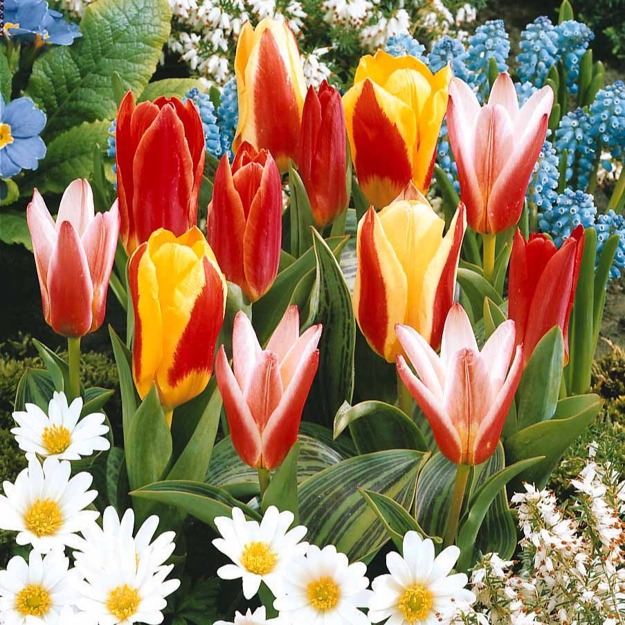 Collection 3 mois de 60 tulipes - Tulipa - Bakker