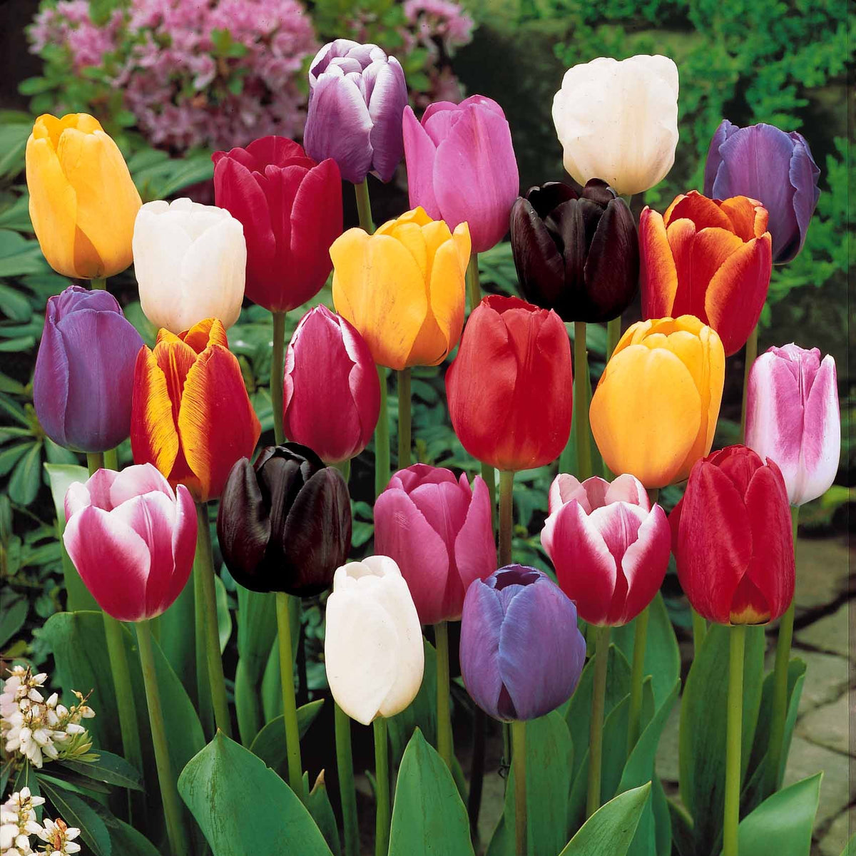 20 Tulipes tardives en mélange - Tulipa - Bakker