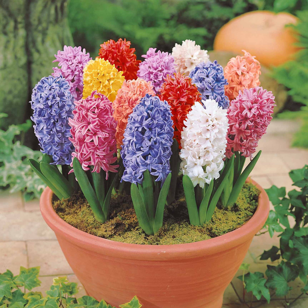 Vente Jacinthes en mélange - Hyacinthus orientalis