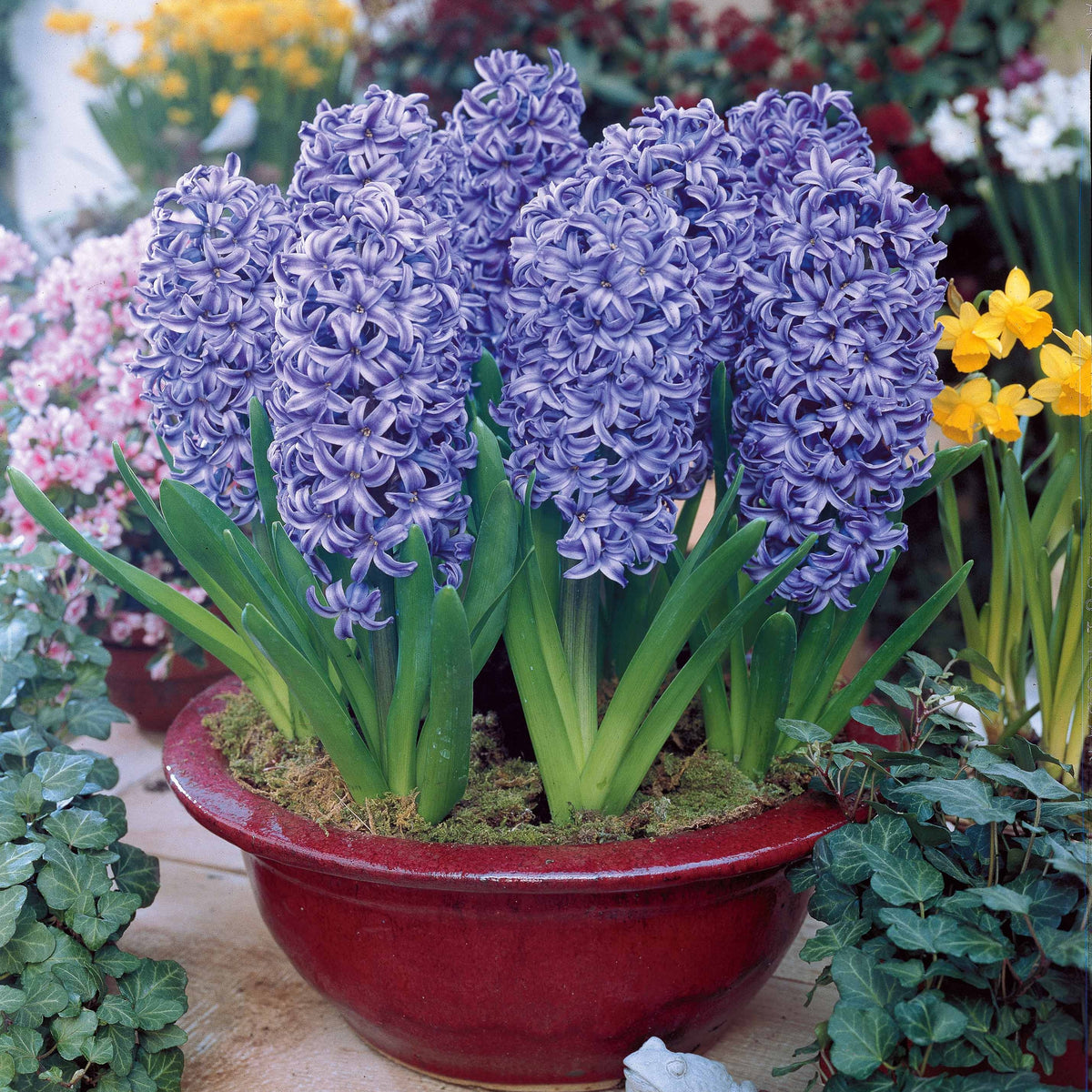Bulbes de Jacinthe - Collection de 9 Jacinthes : Ostara, Jan Bos, Carnegie - Hyacinthus 'Delft Blue', 'Jan Bos', 'Carnegie'