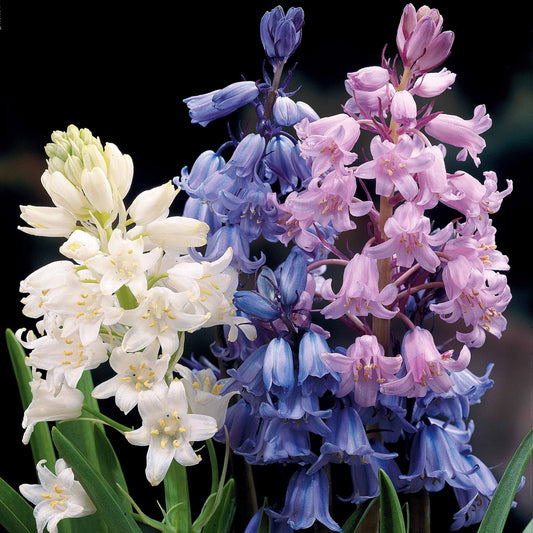 5 Jacinthes des bois en mélange - Bakker