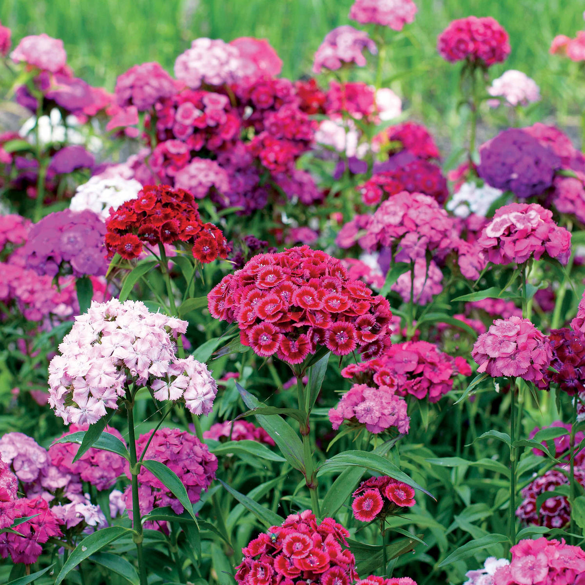 Dianthus barbatus - 3 Oeillets de poète en mélange - Œillet - Dianthus