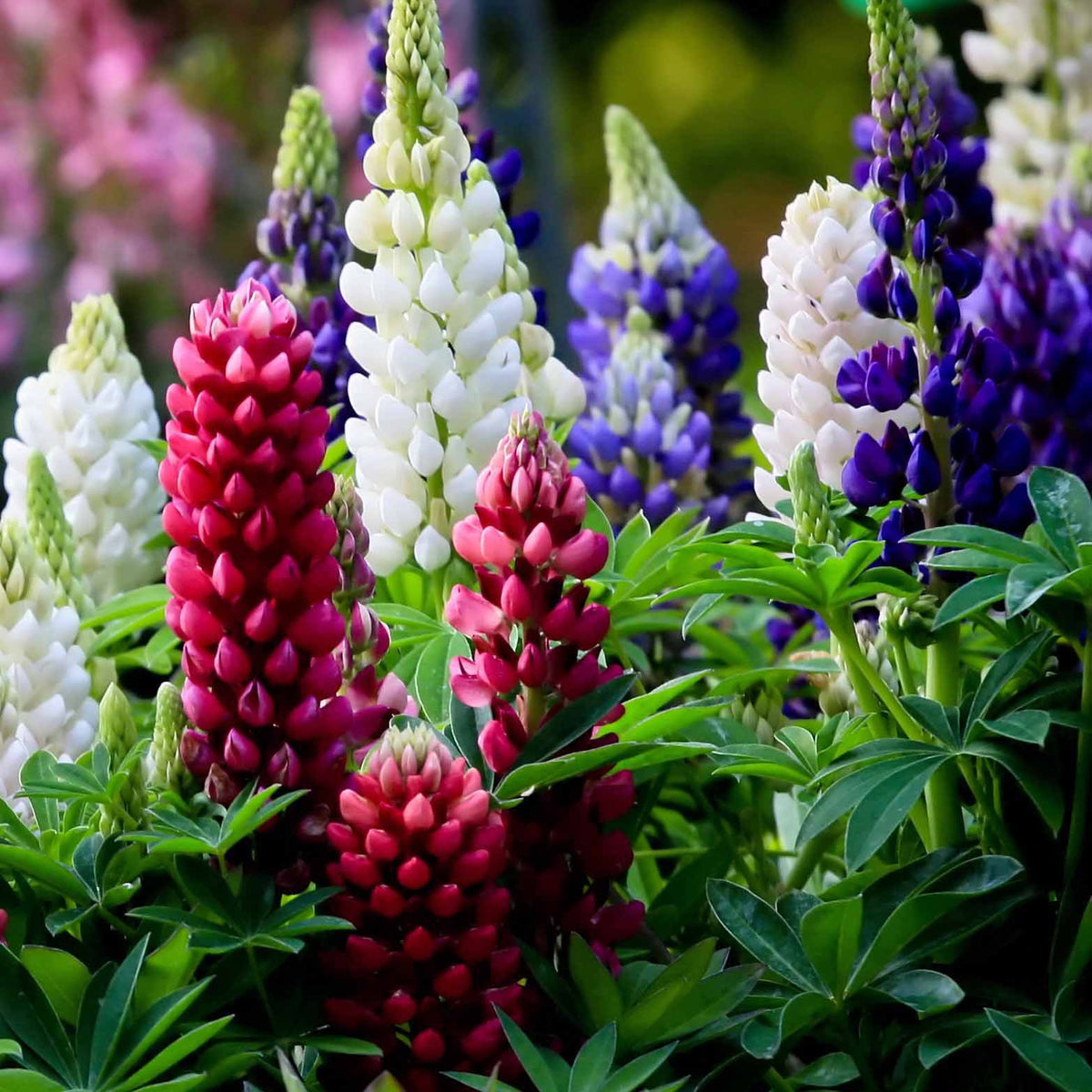 5 Lupin Russell en mélange - Lupinus hybrid russell - Bakker