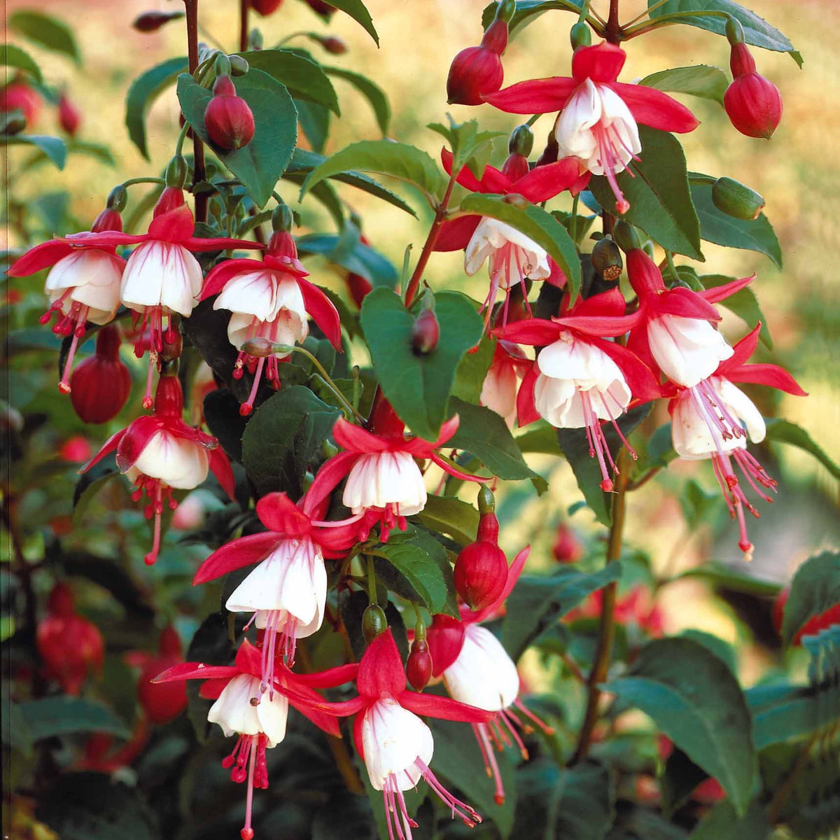 Fuchsia Mme Cornelissen, Brilliant - 6 Fuchsias rustiques en mélange - Fuchsia