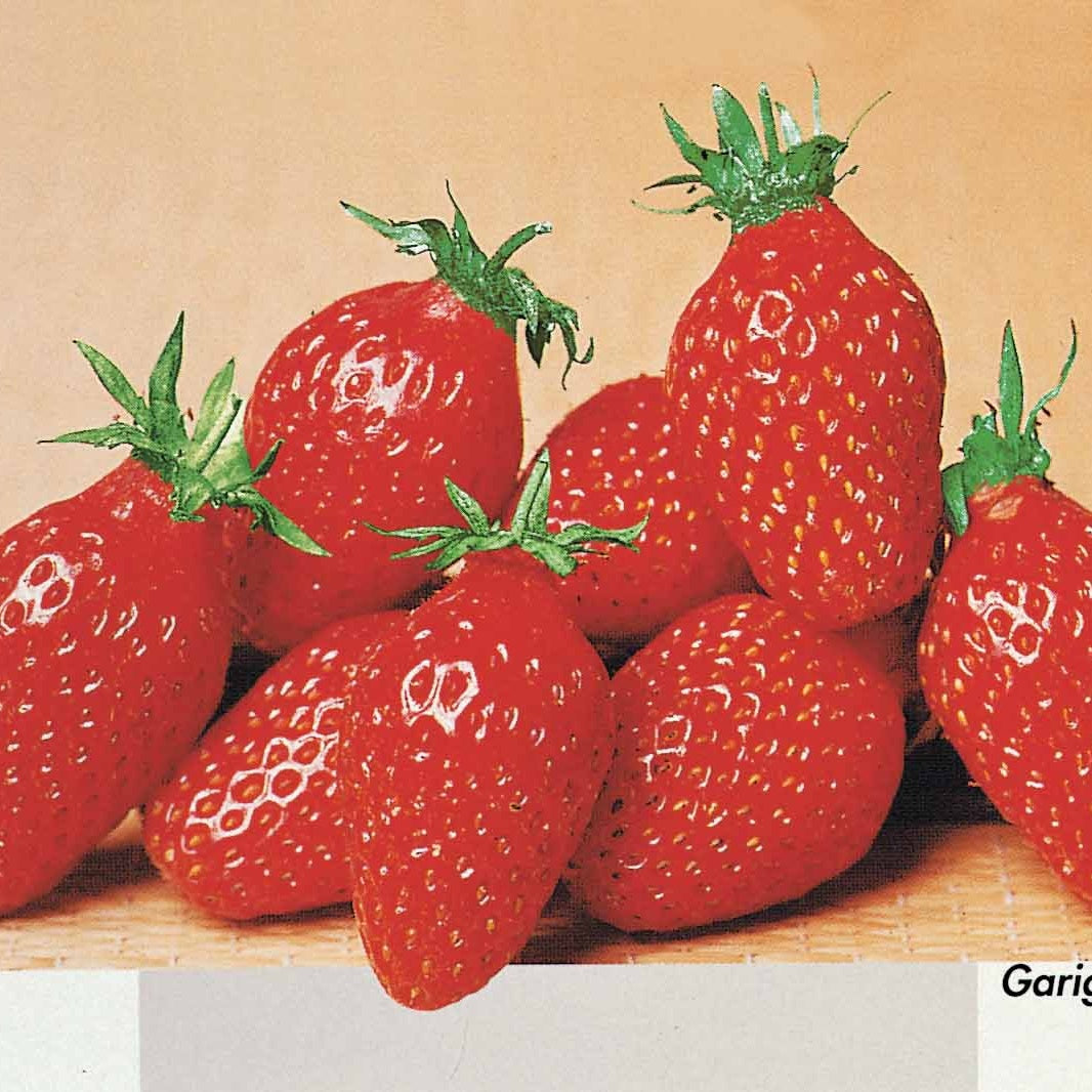 Collection 6 mois de fraises : Mara des Bois, Maestro, Gariguette - Bakker.com | France