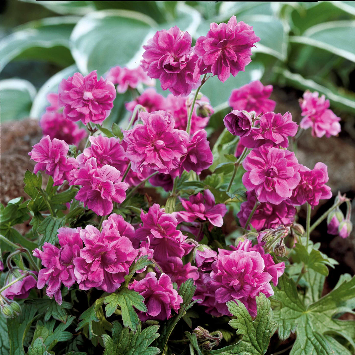 3 Géraniums doubles en mélange - Geranium pratense double jewel, himalayense birch - Bakker