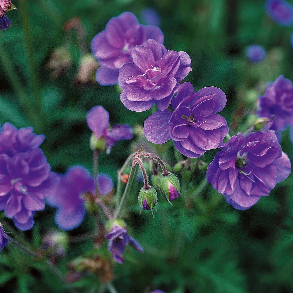 Geranium pratense double jewel, himalayense birch - 3 Géraniums doubles en mélange - Géraniums