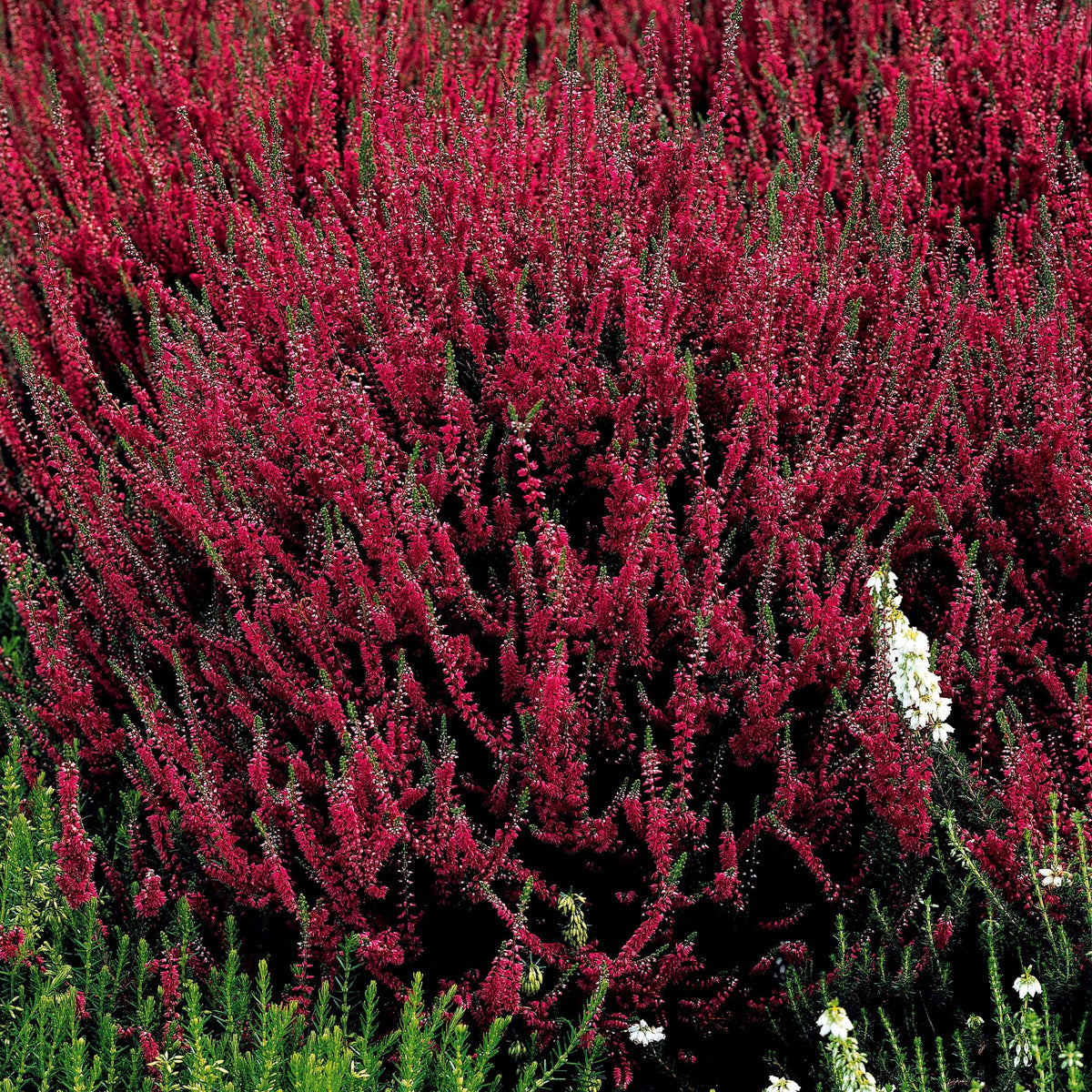 Vivaces fleuries - 6 Bruyères d'été en mélange - Calluna vulgaris