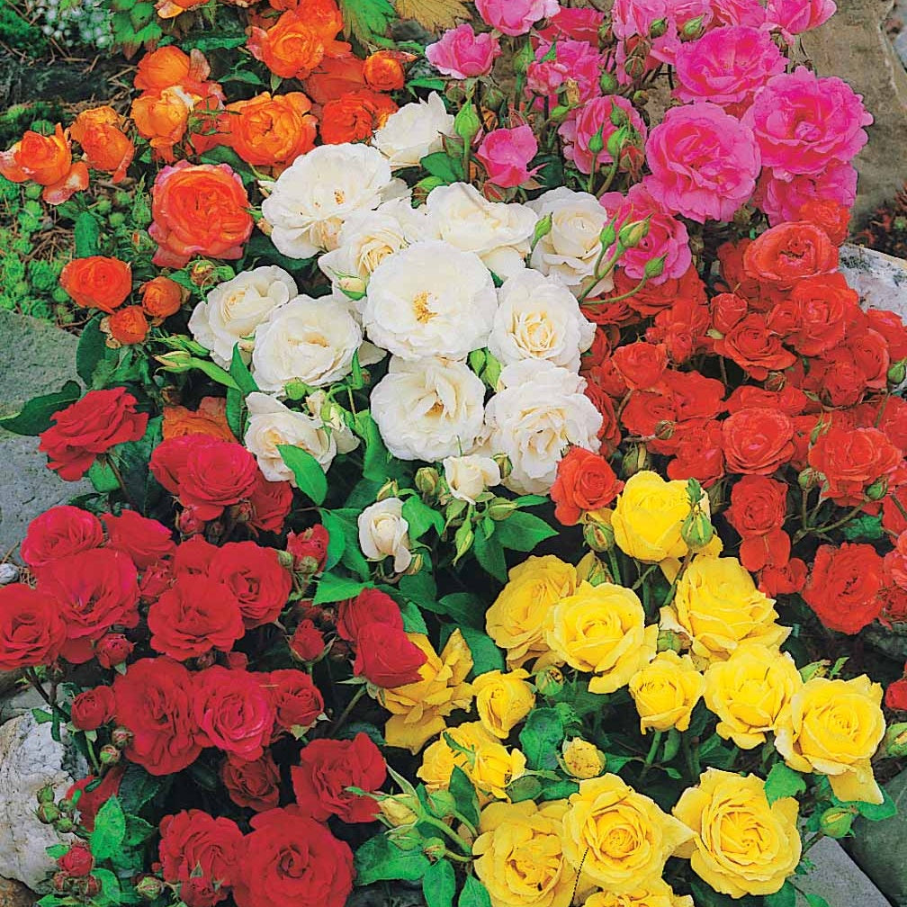 10 Rosiers polyantha pour massif en mélange - Rosa polyantha - Bakker