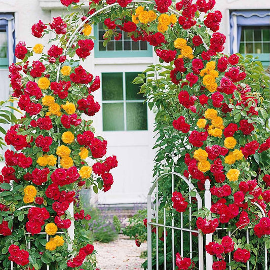 Collection de 2 Rosiers grimpants Vlammenspel et Paul's Lemon Pillar - Bakker