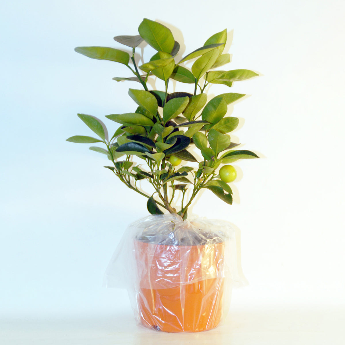 Agrumes - Collection de 2 Kumquat et Citronnier - Citrus lemon vulcan + fortunella