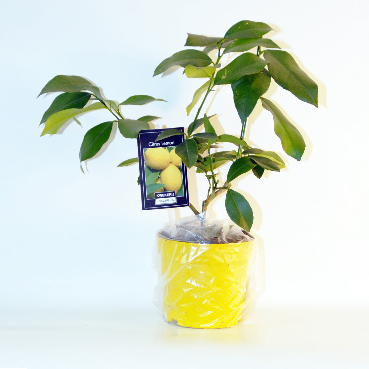 Vente Collection de 2 Kumquat et Citronnier - Citrus lemon vulcan + fortunella