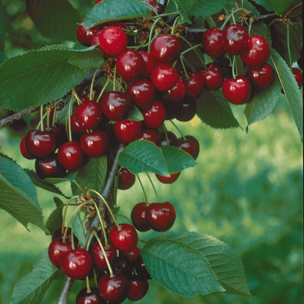 Cerisiers - Collection de 3 mini-Cerisiers : Burlat, Van, Napoléon - Prunus avium van, napoleon, burlat