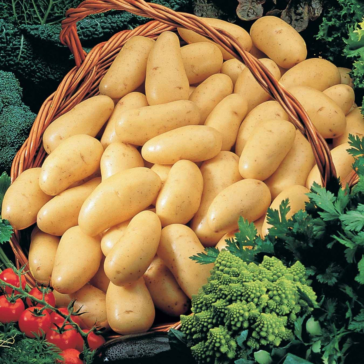 Collection de 80 pommes de terre : Amandine, Jeannette, Blanche - Solanum tuberosum 'amandine', 'jeannette', 'blanche' - Bakker