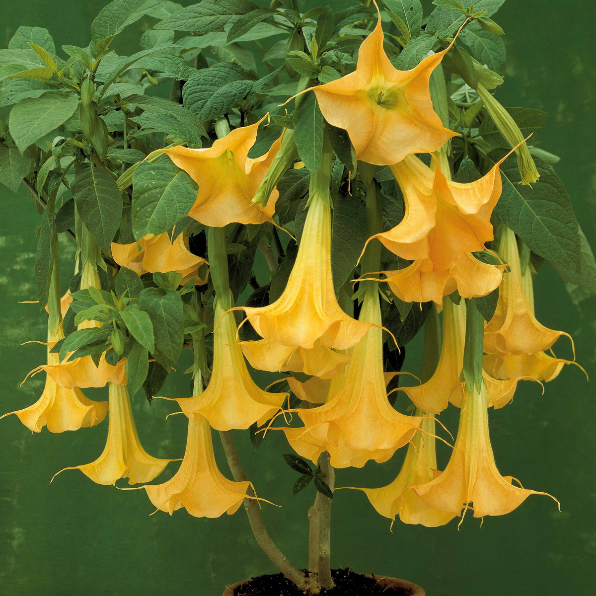 Vente Collection de 3 Brugmansias : rouge et or, jaune, rose