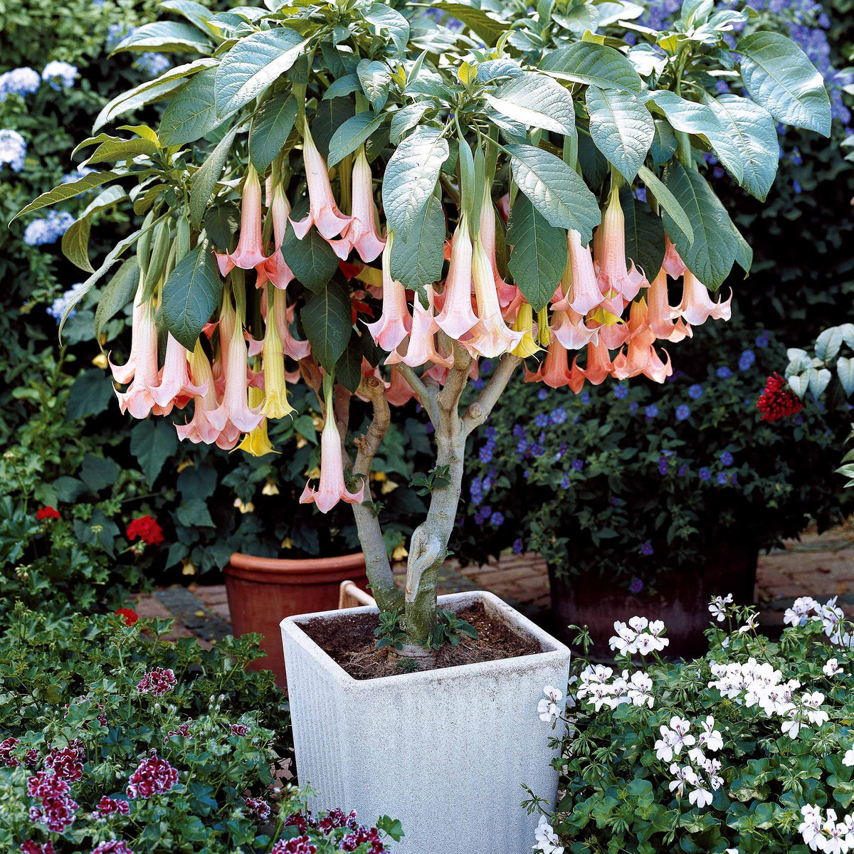 Brugmansia - Trompette des anges - Collection de 3 Brugmansias : rouge et or, jaune, rose - Brugmansia