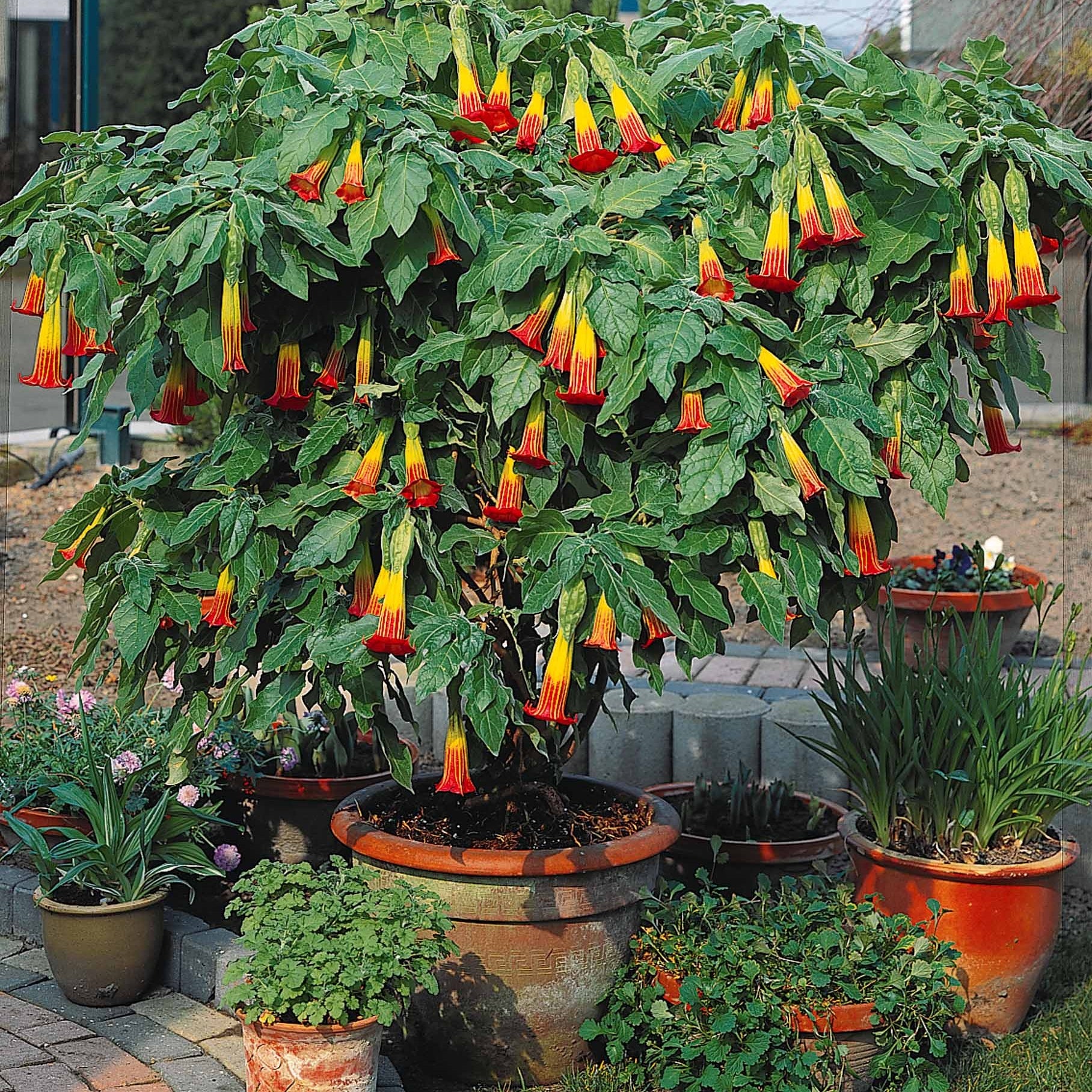 Brugmansia En Pot - Mélange De 3 Variétés - Trompette Des Anges Parfumée