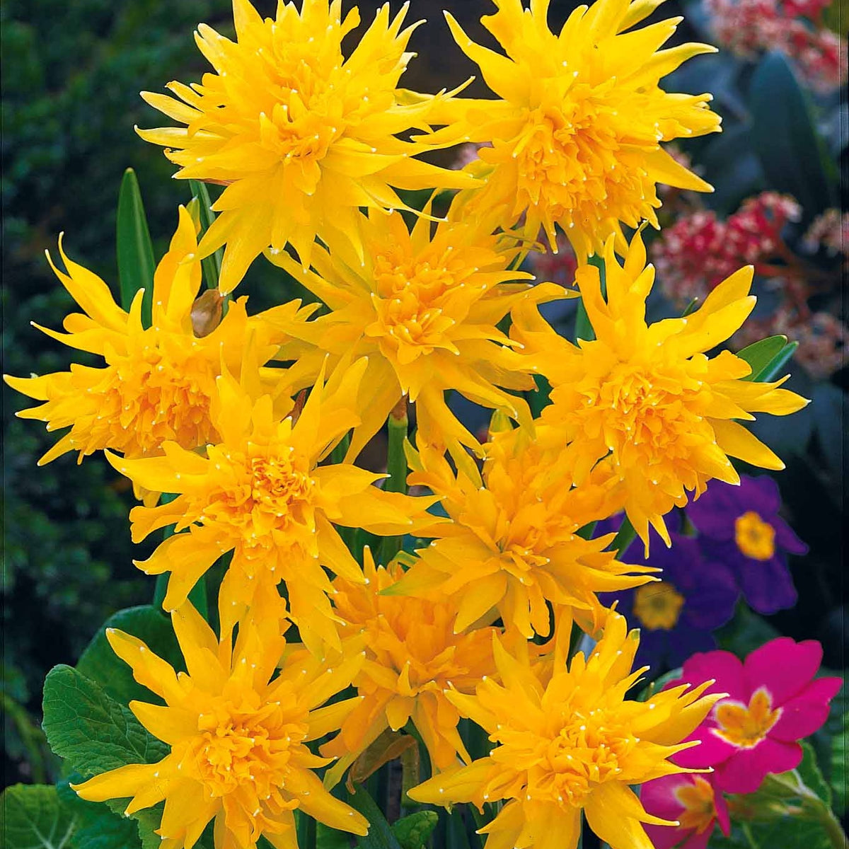 Collection de 30 mini Narcisses : Jet fire, Rip van Winkle, Tête à tête - Narcissus 'jet fire', 'rip van winkle','tête à têt - Bakker
