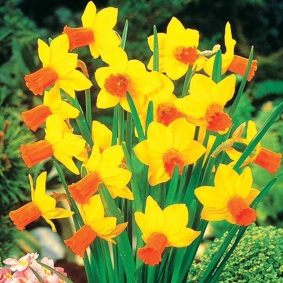 Narcissus 'jet fire', 'rip van winkle','tête à têt - Collection de 30 mini Narcisses : Jet fire, Rip van Winkle, Tête à tête - Bulbes de Narcisse